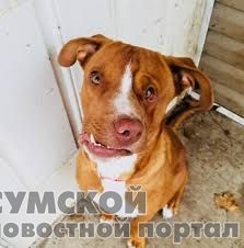 пес-улыбака