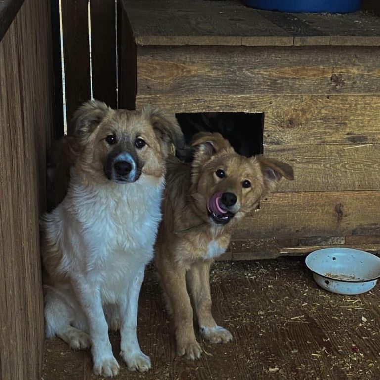 sumy-novosti-chuk-gek-sobaki